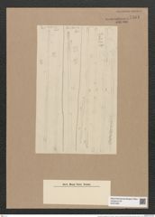 Thalassiothrix elongata Grun. (de-Toni-Nr.: Genus 67, Species 2673) Zeichnungen Sammlung Grunow Nr. 5461 (NHMW-BOT-W0373881)